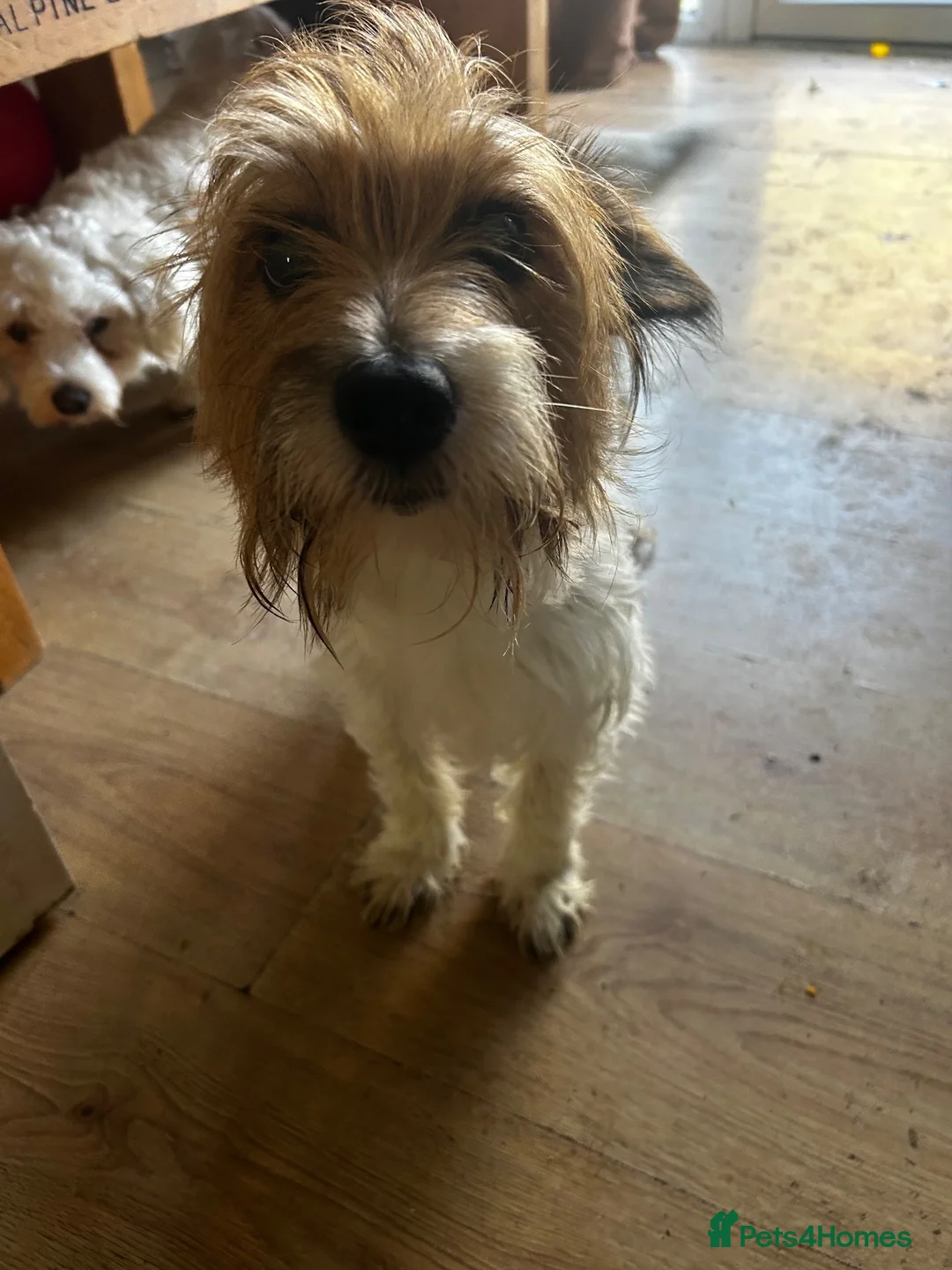 Mixed Breed dogs for sale: Terrier x in Dunmow - Advert 1