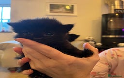 Mixed Breed cats for sale: Ragdoll cross babies fluffy babies  - Image 3