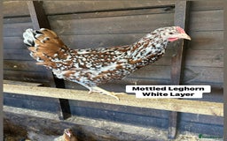 Chickens poultry for sale: Point of lay fully vaccinated Hens, lots of breeds - Image 7