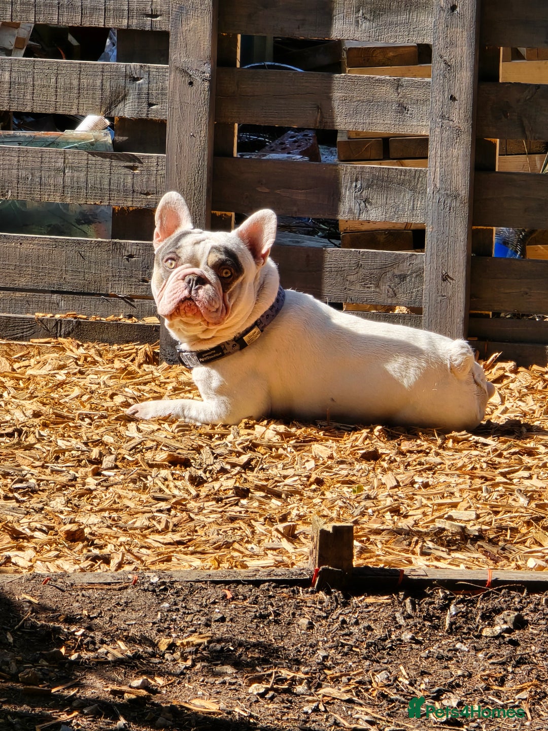 French Bulldog dogs for sale: Sad sale - Advert 1