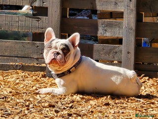 French Bulldog dogs for sale: Sad sale - Advert 1