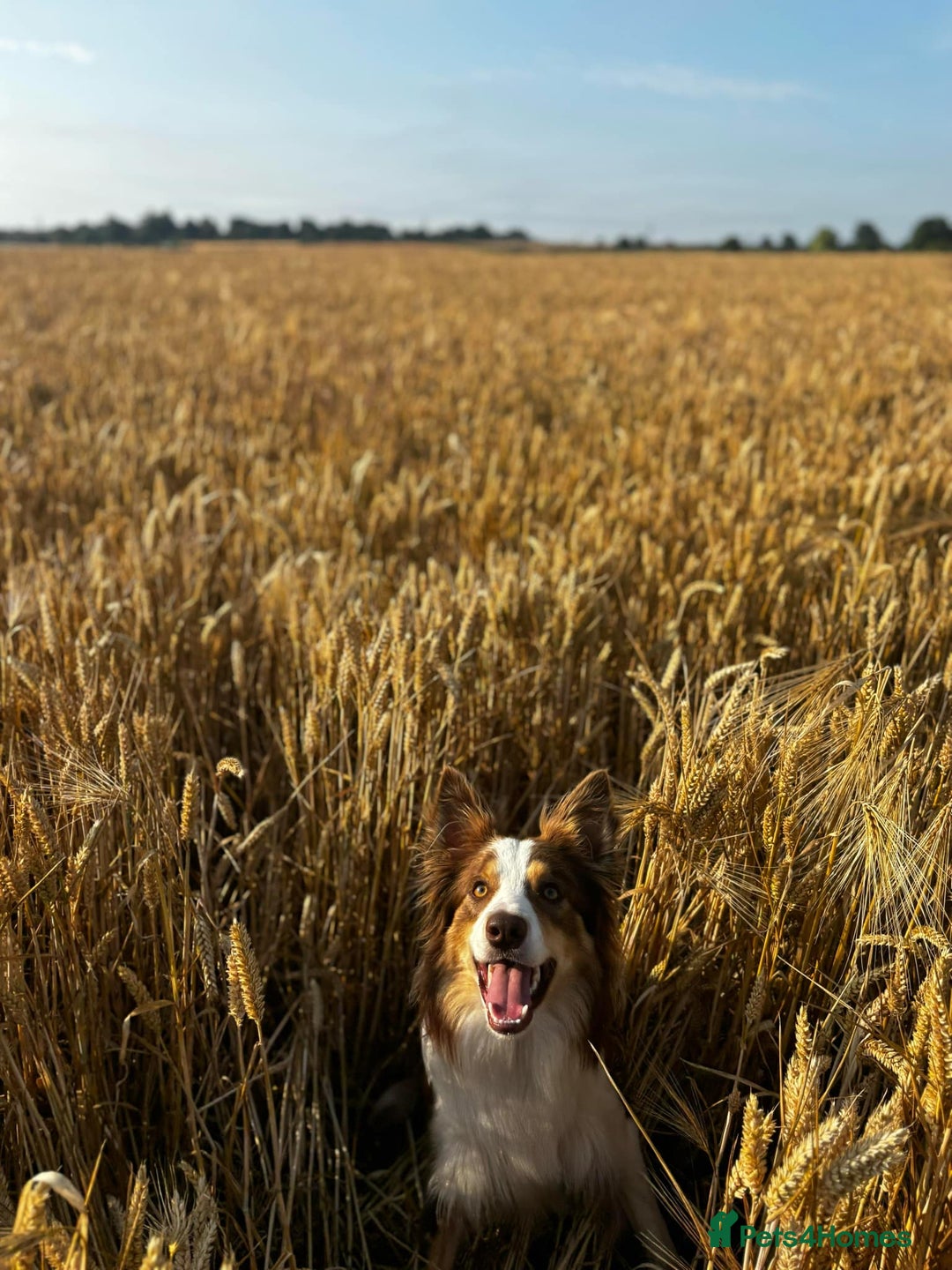 Border Collie dogs for stud: KC Border Collie for stud in Mansfield - Advert 9