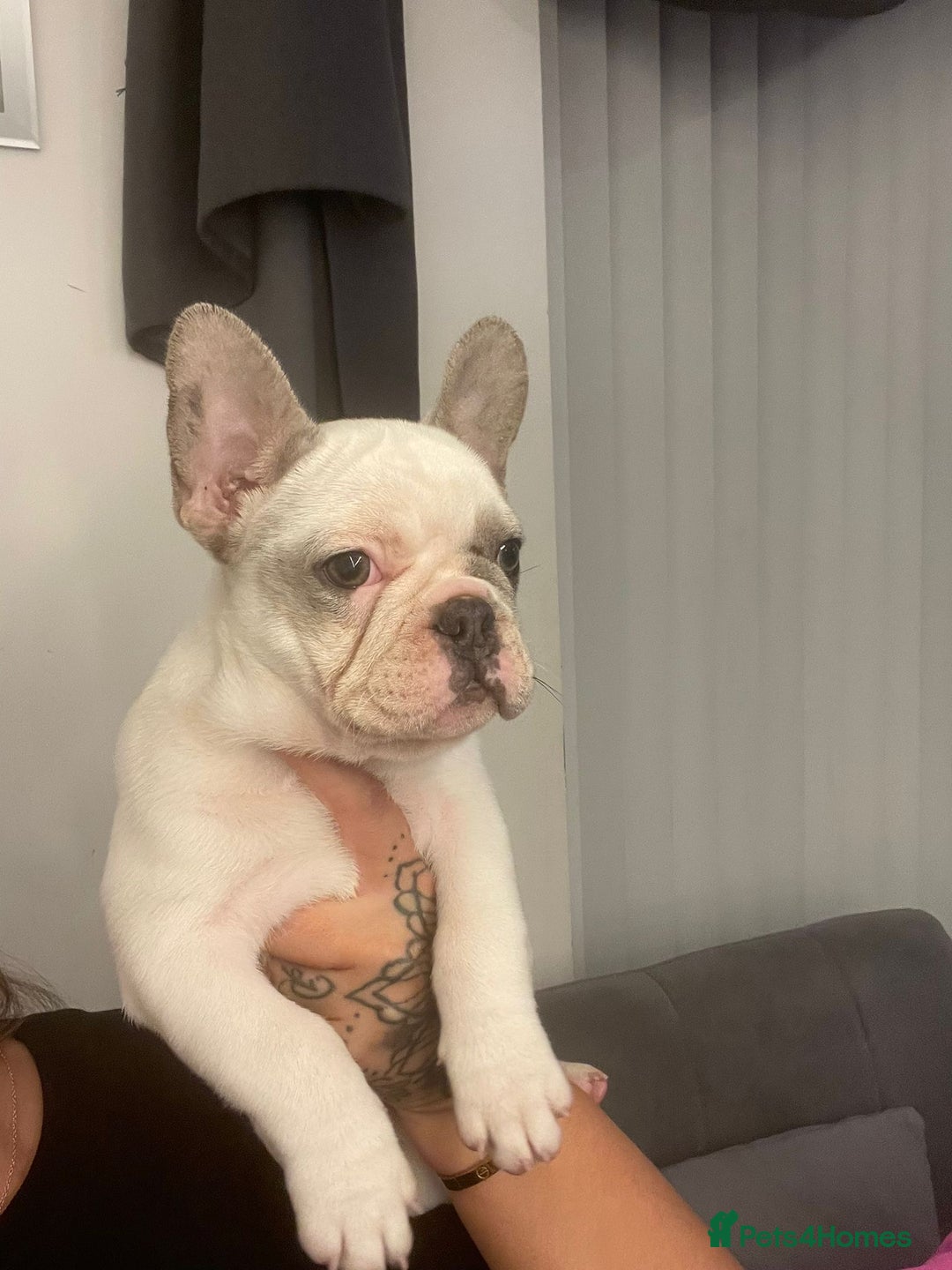 French Bulldog dogs for sale: Beautiful French bull dog boy  - Image 1