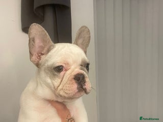 French Bulldog dogs - Advert 3