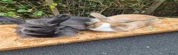 Lionhead rabbits for sale: 2 young lionheads does for sale £40 each  in Manchester - Advert 9
