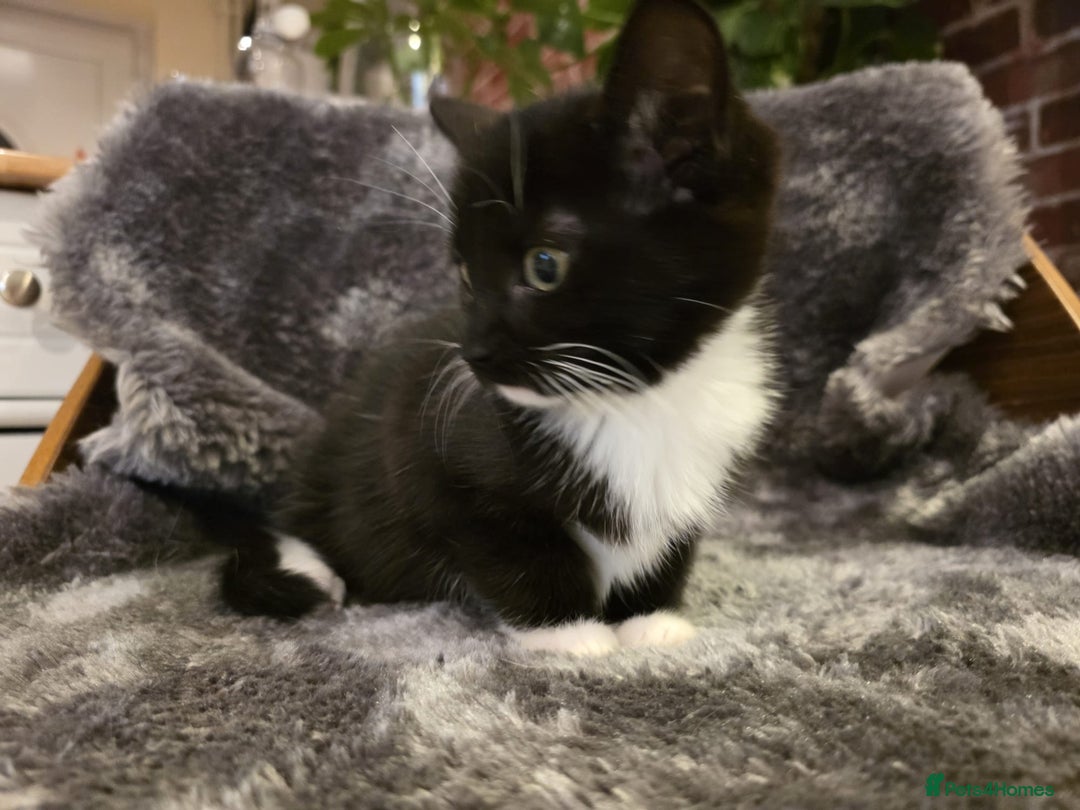 Ragdoll cats for sale: Rehomed  - Advert 10