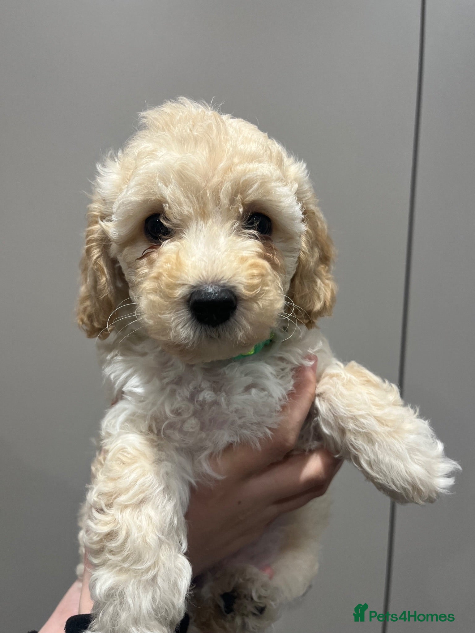 Cavapoochon dogs Cavapoochon puppies **ready now** - Advert 2