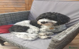 Cavachon dogs for sale: Up for adoption - Image 7
