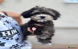 Maltipoo dogs for sale: 🩵Ready Now STUNNING Asian Maltipoo Boy🩵 in Bathgate - Image 1