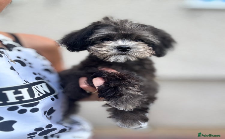 Maltipoo dogs in Bathgate - Advert 4