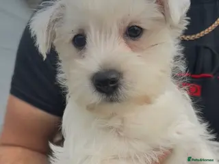 West Highland Terrier dogs Beautiful westie female available - Advert 7