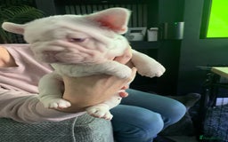 French Bulldog dogs for sale: Platinum Full Pink Big Rope Boy - Image 3