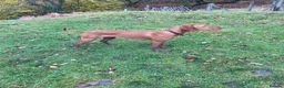 Hungarian Vizsla dogs for sale: Beautiful KC Reg Hungarian Vizsla Puppies - Advert 12