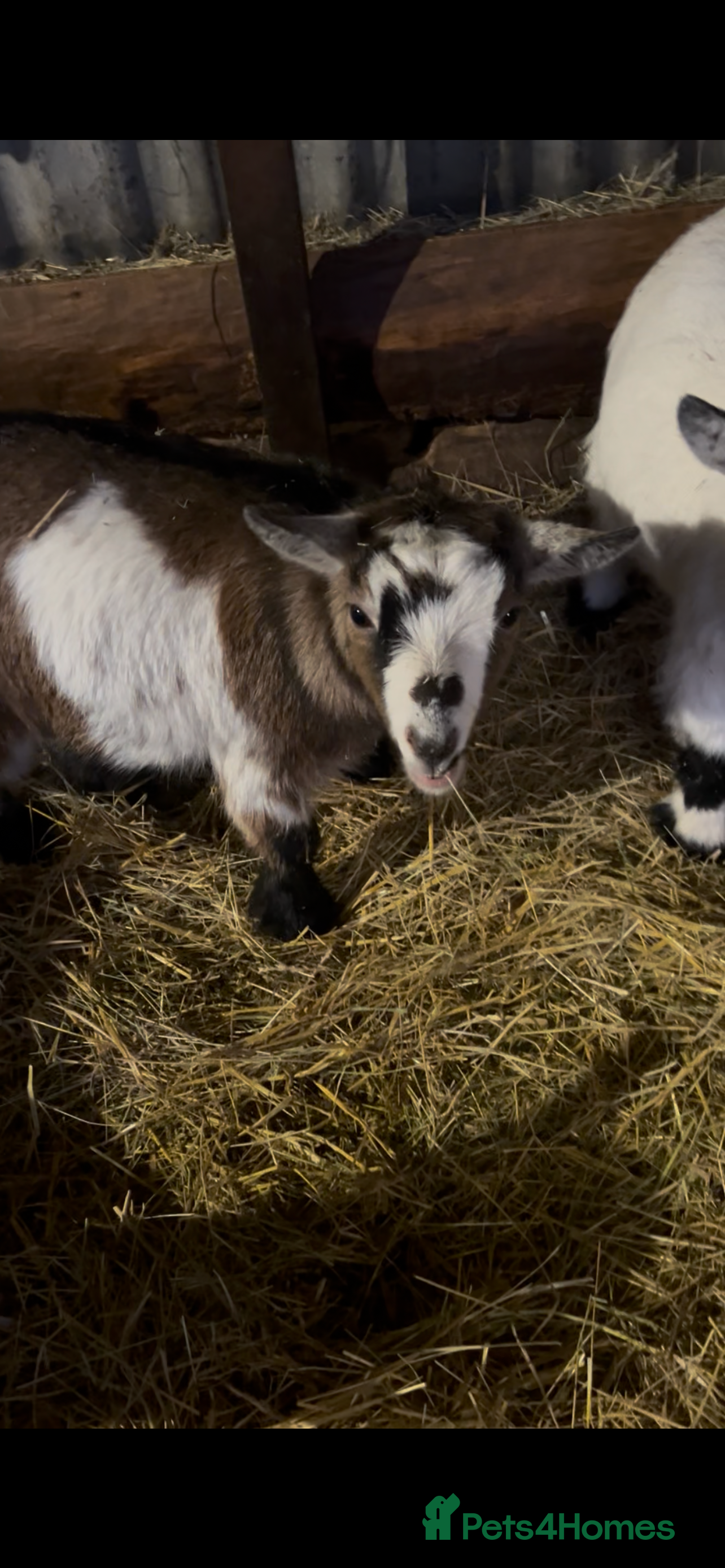 Goats livestock 2 pairs of gorgeous Pygmy Goat females - Advert 1