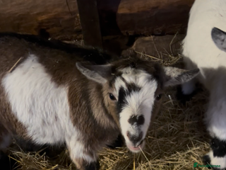 Goats livestock 2 pairs of gorgeous Pygmy Goat females - Advert 1