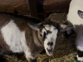Goats livestock 2 pairs of gorgeous Pygmy Goat females - Advert 3