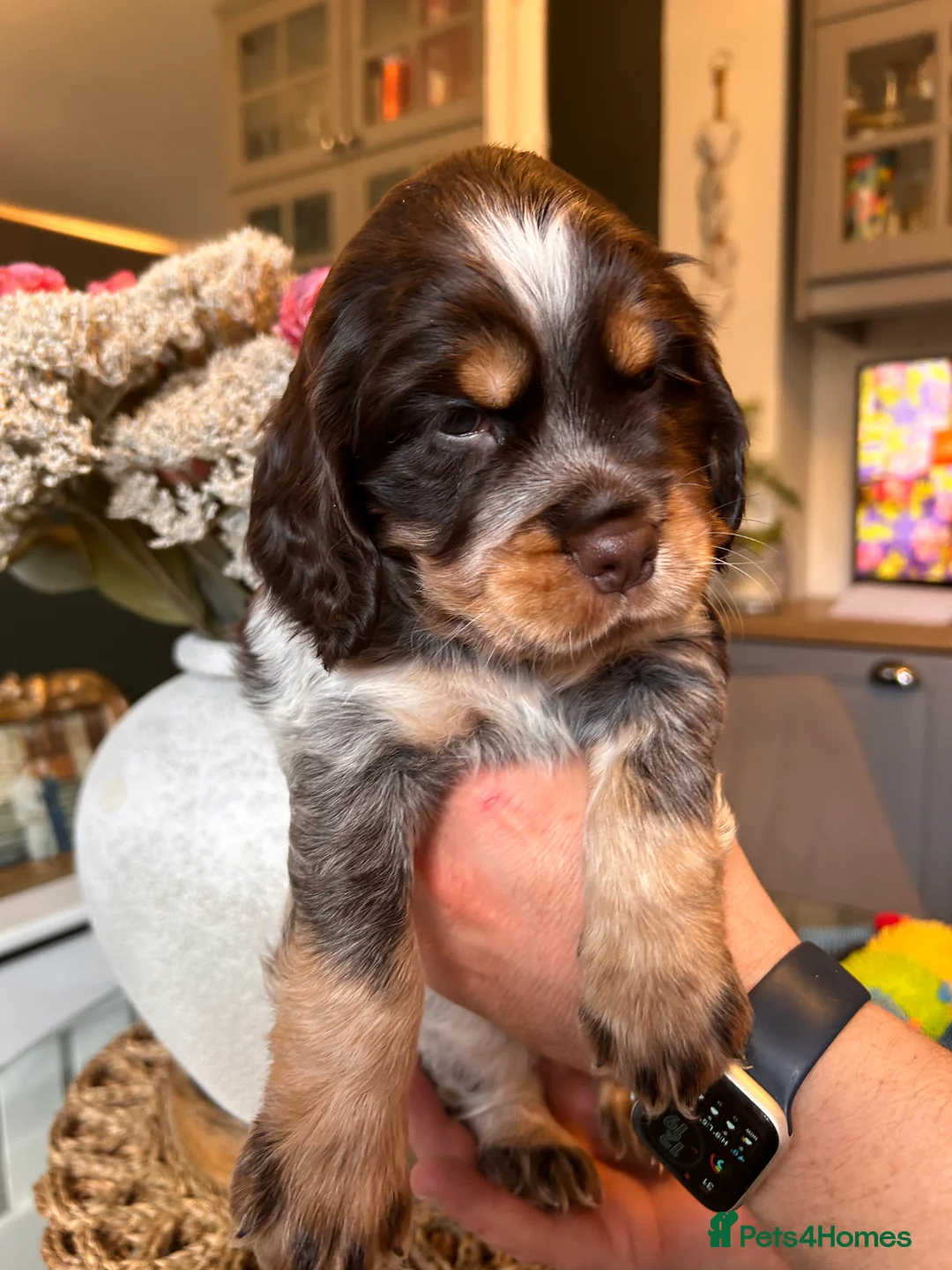 Cocker Spaniel dogs for sale: Cocker Spaniel Puppies * One Girl Remaining * - Advert 11