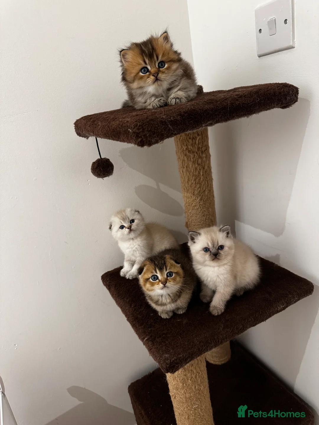Scottish Fold cats for sale: Purebred Chinchilla Scottish Fold Kittens  🐾 - Advert 8