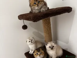 Scottish Fold cats Purebred Chinchilla Scottish Fold Kittens 🐾 - Advert 16