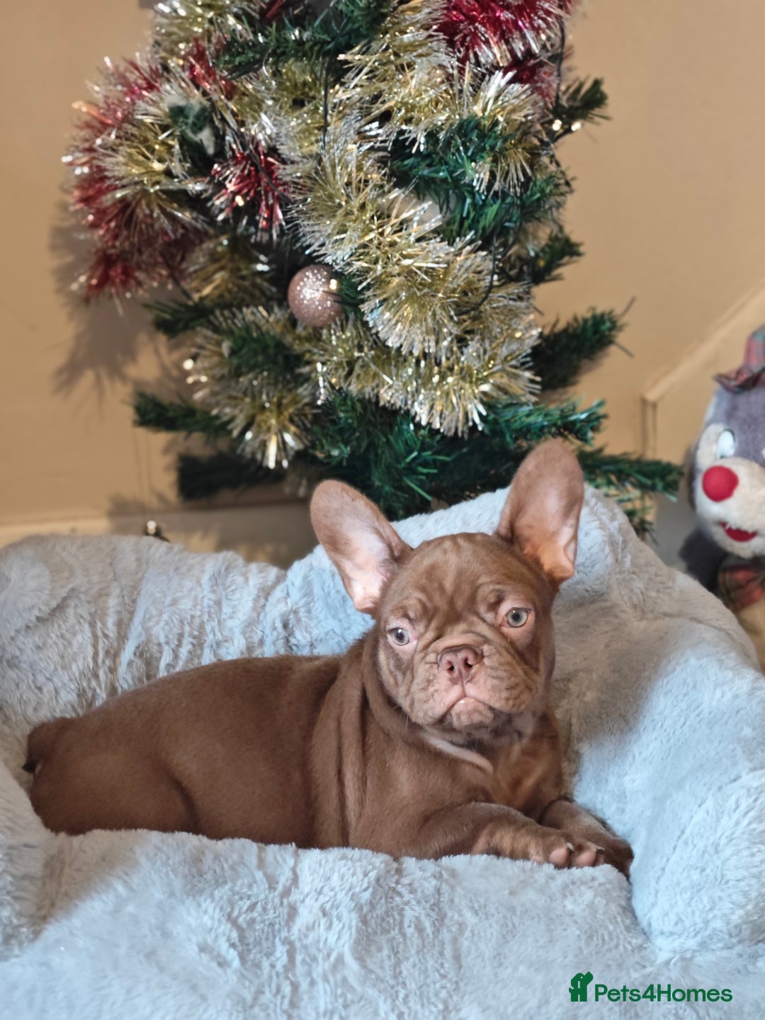 French Bulldog dogs for sale: Reduced Isabella and New Shade Isabella Puppies  - Advert 12
