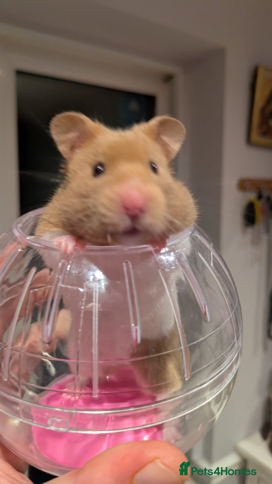 Hamster rodents Peanut Female Syrian Hamster + cage + accessories  - Advert 1