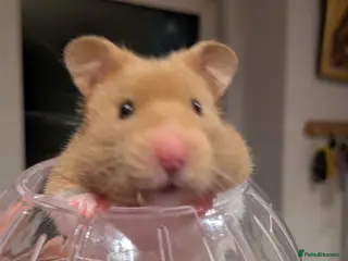 Hamster rodents Peanut Female Syrian Hamster + cage + accessories - Advert 1