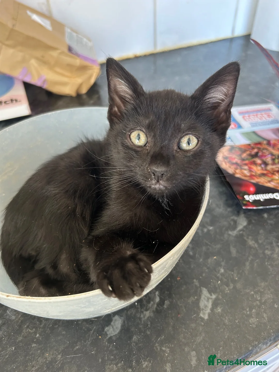 Mixed Breed cats for sale: 2 beautiful boy kittens  - Advert 2