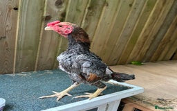 Chickens poultry for sale: Ko Shamo - Image 2