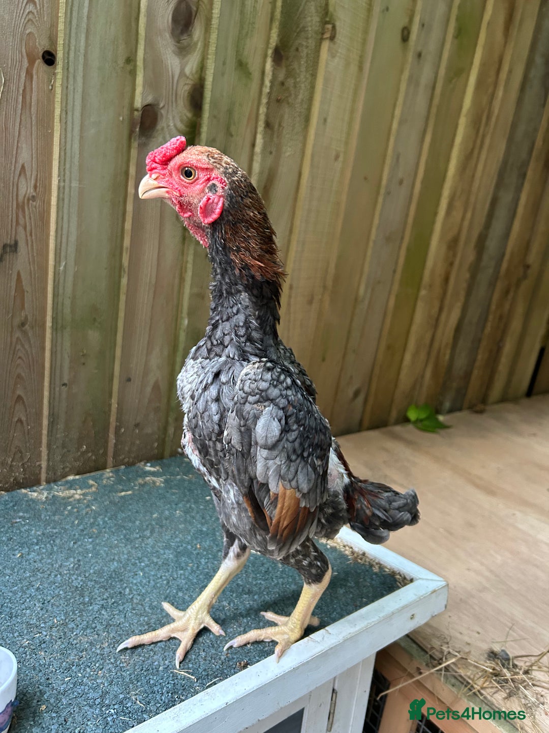 Chickens poultry for sale: Ko Shamo - Image 2