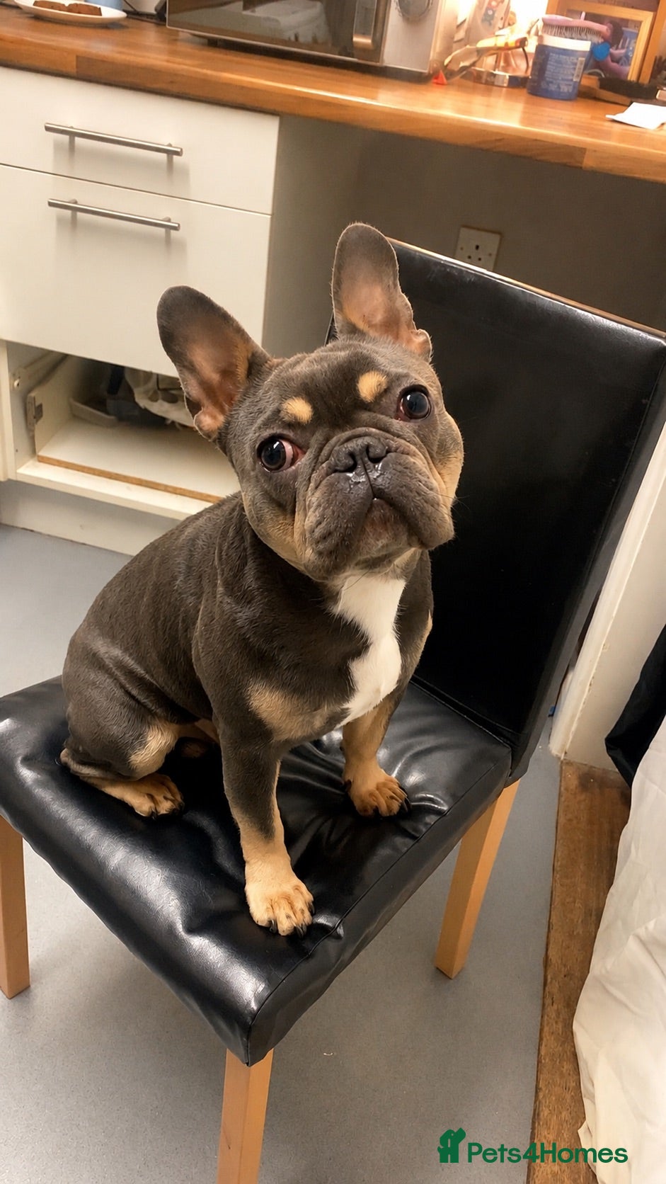 French Bulldog dogs Milo – Loving, Playful 3-Year-Old - Advert 4