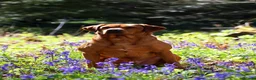 Labrador Retriever dogs for stud: 0/0 Hips & elbows fox red labrador - Advert 2