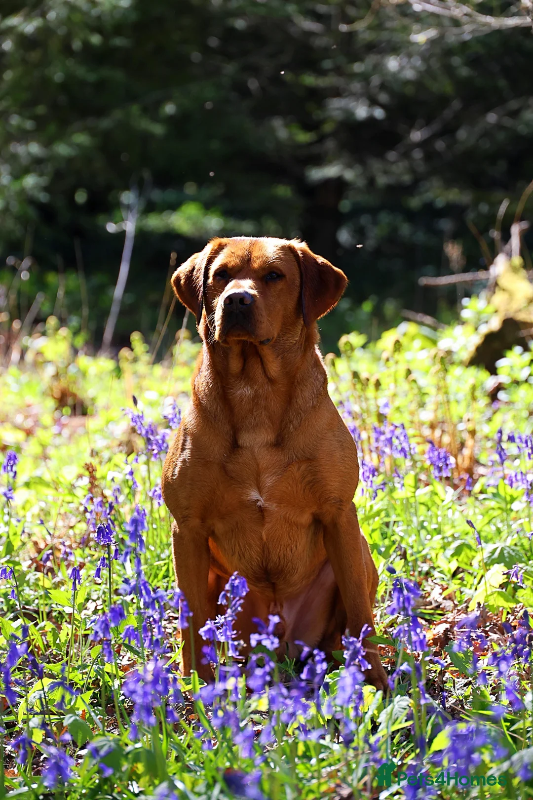 Labrador Retriever dogs for stud: 0/0 Hips & elbows fox red labrador - Advert 2