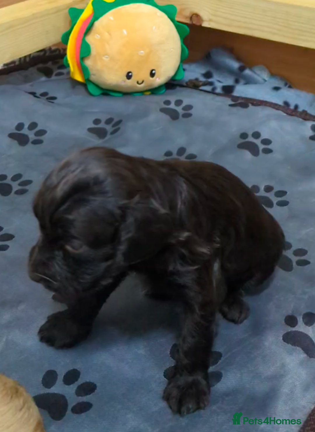Cockapoo dogs for sale: STUNNING F1 COCKAPOO PUPPIES 2 FEMALES LEFT - Advert 10