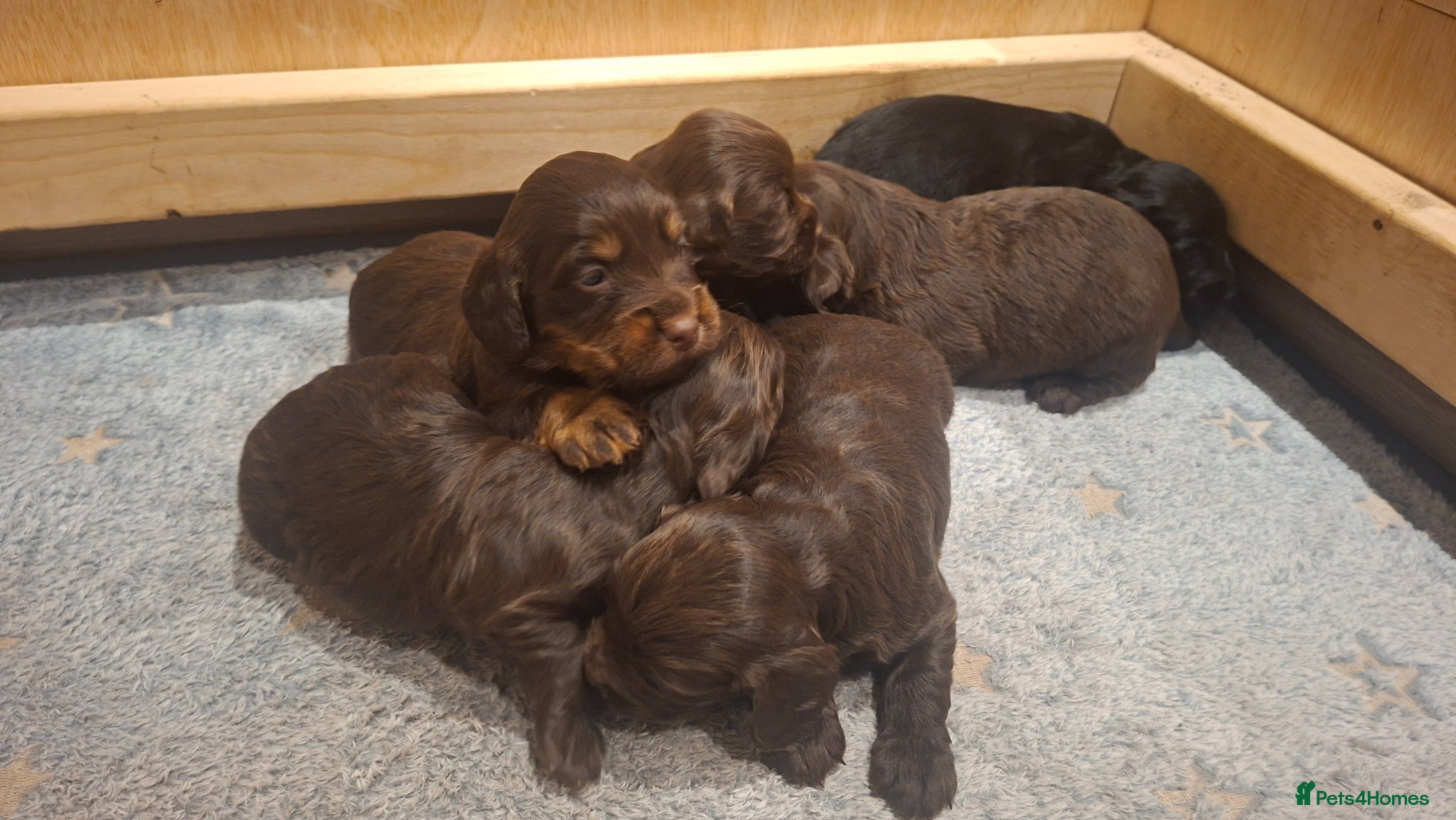 Cocker Spaniel dogs Working Cocker Spaniel Puppies - Advert 1