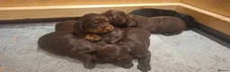 Cocker Spaniel dogs for sale: Working Cocker Spaniel Puppies - Advert 1