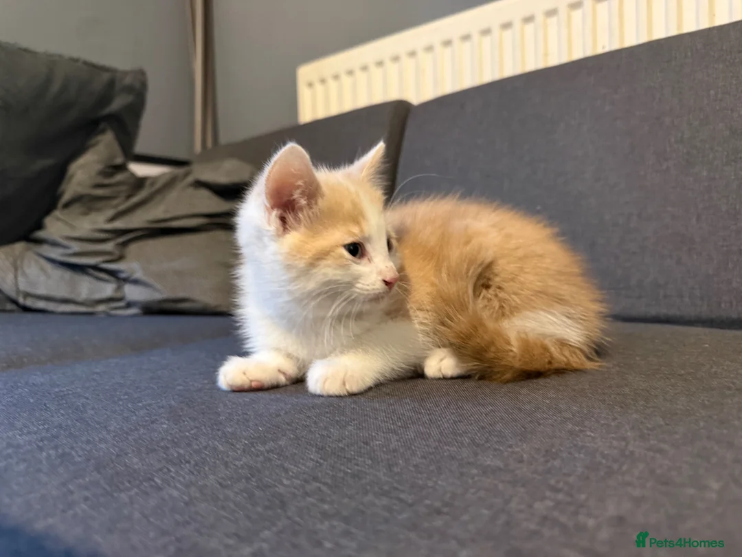Mixed Breed cats for sale: Crème and White Male Kitten  in Liverpool - Advert 6