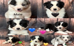 Border Collie dogs for sale: 7 Beautiful Border Collie Puppies  - Image 2