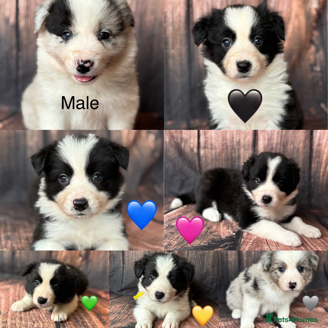 Border Collie dogs for sale: 7 Beautiful Border Collie Puppies  - Image 2