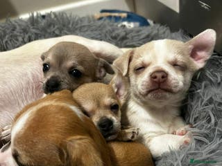 Chihuahua dogs 💛💚PEDIGREE CHIHUAHUAS READY NOW💛💚 - Advert 11