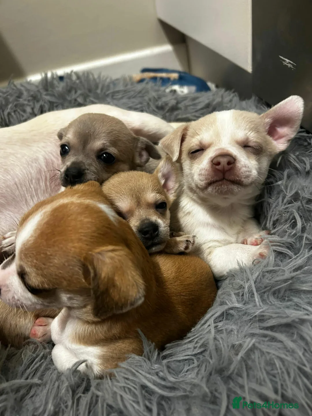 Chihuahua dogs for sale: 💛💚RefucedPEDIGREE CHIHUAHUAS💚💛 1 BOY LEFT - Advert 3