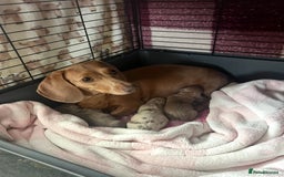 Miniature Dachshund dogs for sale: ✨ THE LAST BEAUTIFULLY BRED KC REG GIRL  - Image 6