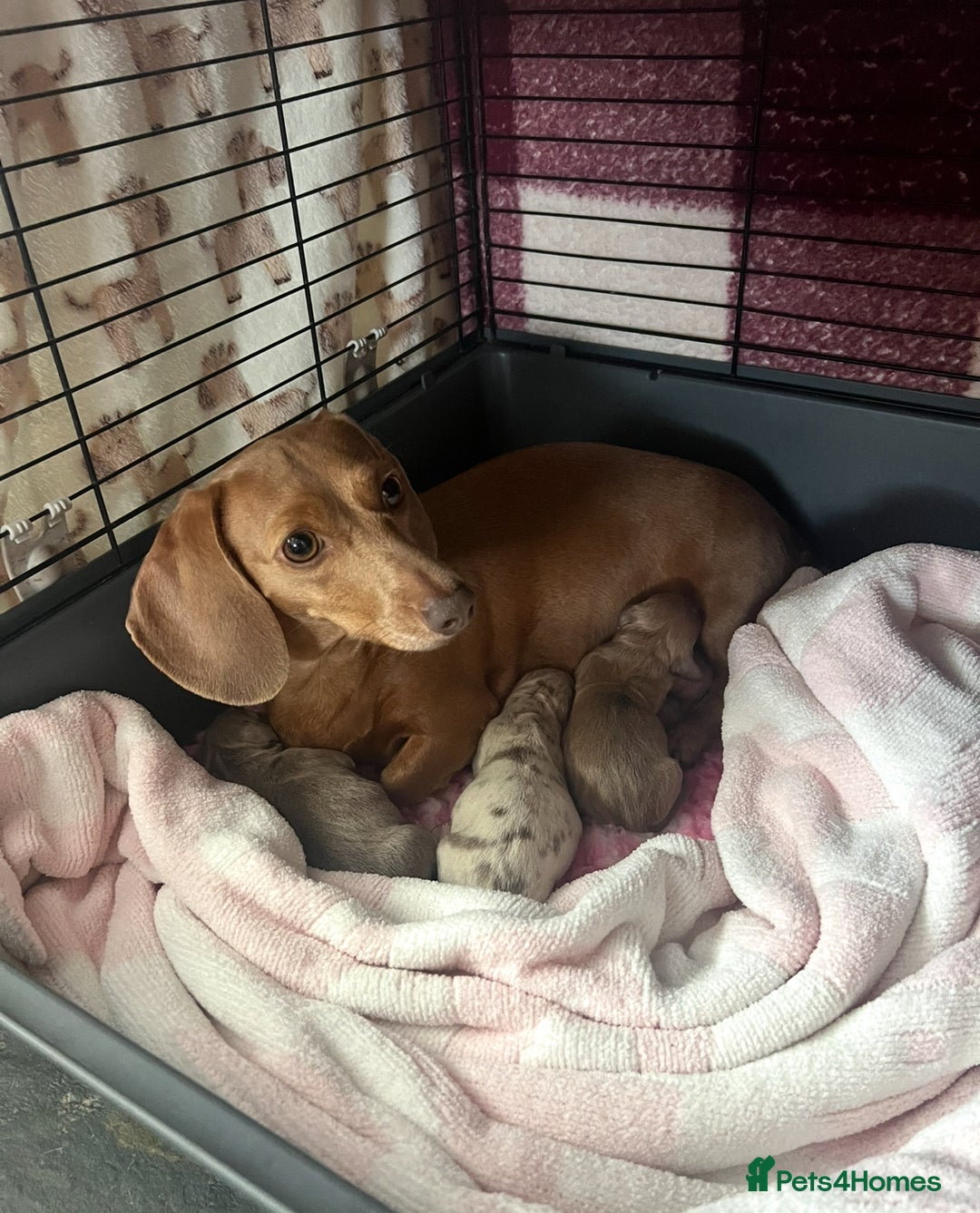 Miniature Dachshund dogs for sale: ✨ THE LAST BEAUTIFULLY BRED KC REG GIRL  - Image 6