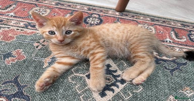 Mixed Breed cats - Advert 13