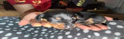 Dachshund dogs for sale: Dachshund Puppies - Ready to reserve - Advert 8