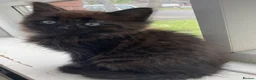 Mixed Breed cats for sale: Adorable kittens  - Advert 13