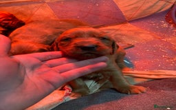 Irish Setter dogs for sale: Purebred Irish setter pups for sale - Advert 3