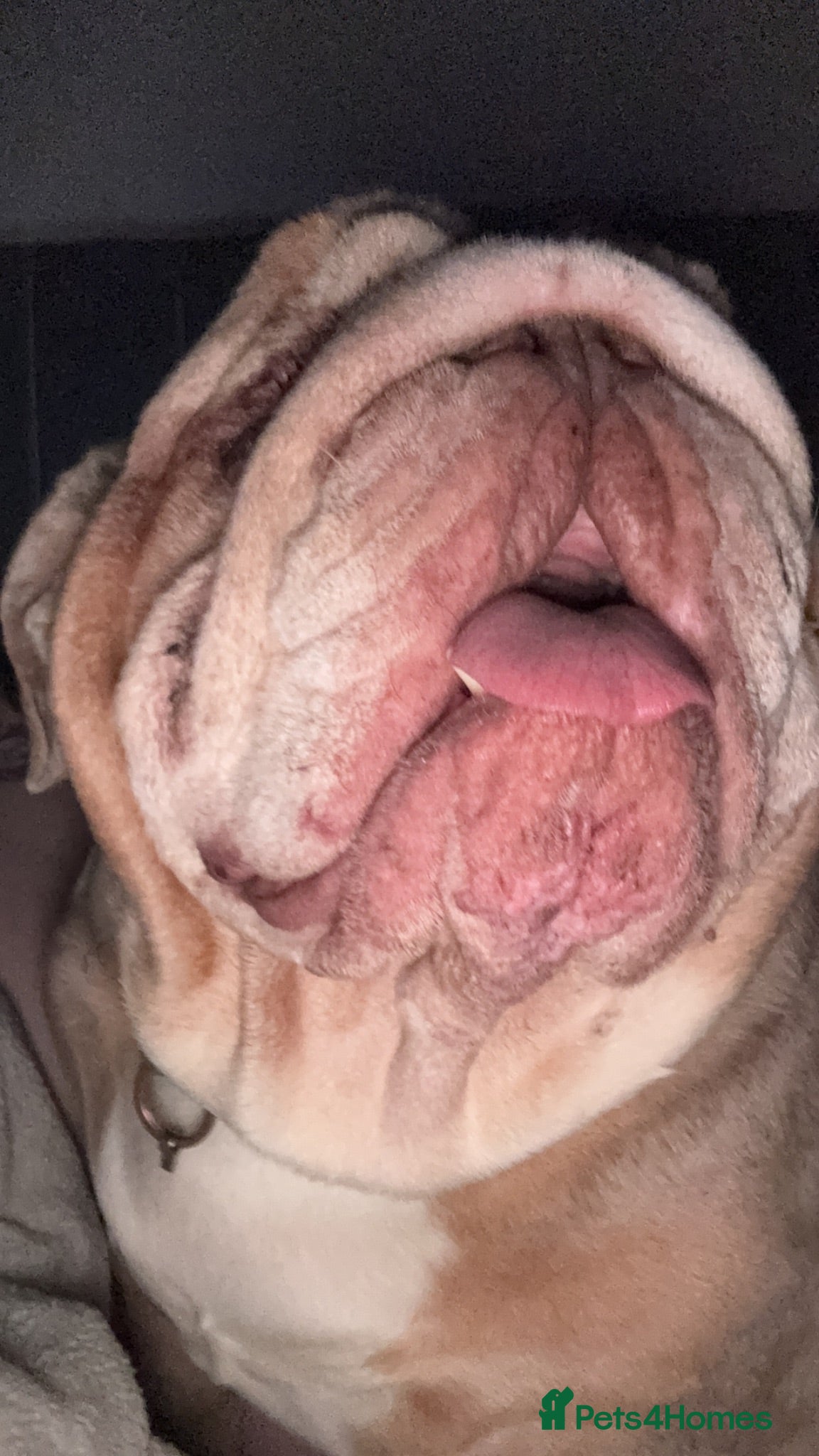English Bulldog dogs English bulldog  - Advert 1