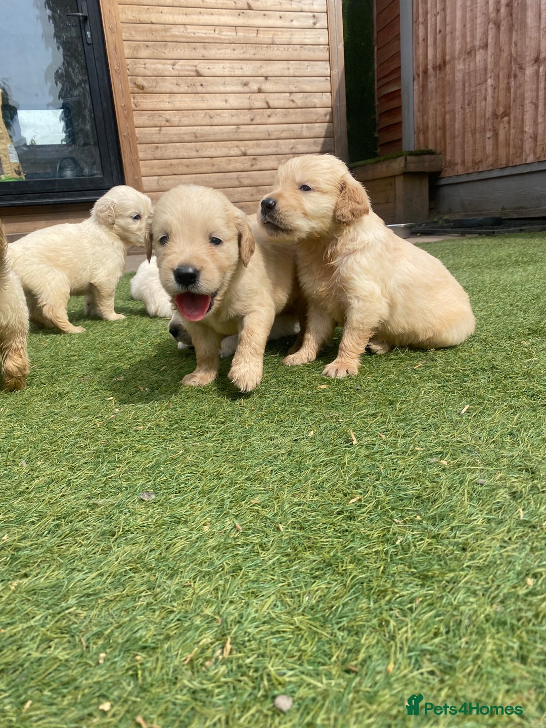Golden Retriever dogs for sale: KC REGISTERED ®️ GOLDEN RETRIEVER PUPPIES 🐶 ❤️ - Image 19