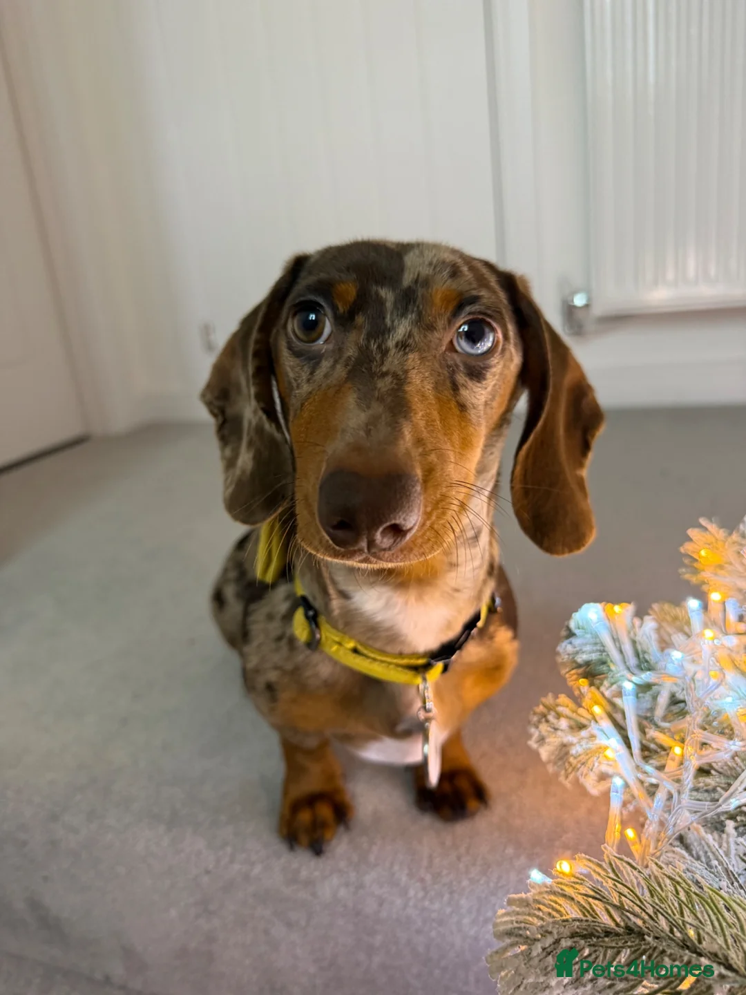 Miniature Dachshund dogs for stud: Miniature Dachshund Stud – Newt 🩵🤎 - Advert 2