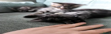 Maine Coon Kitten 2